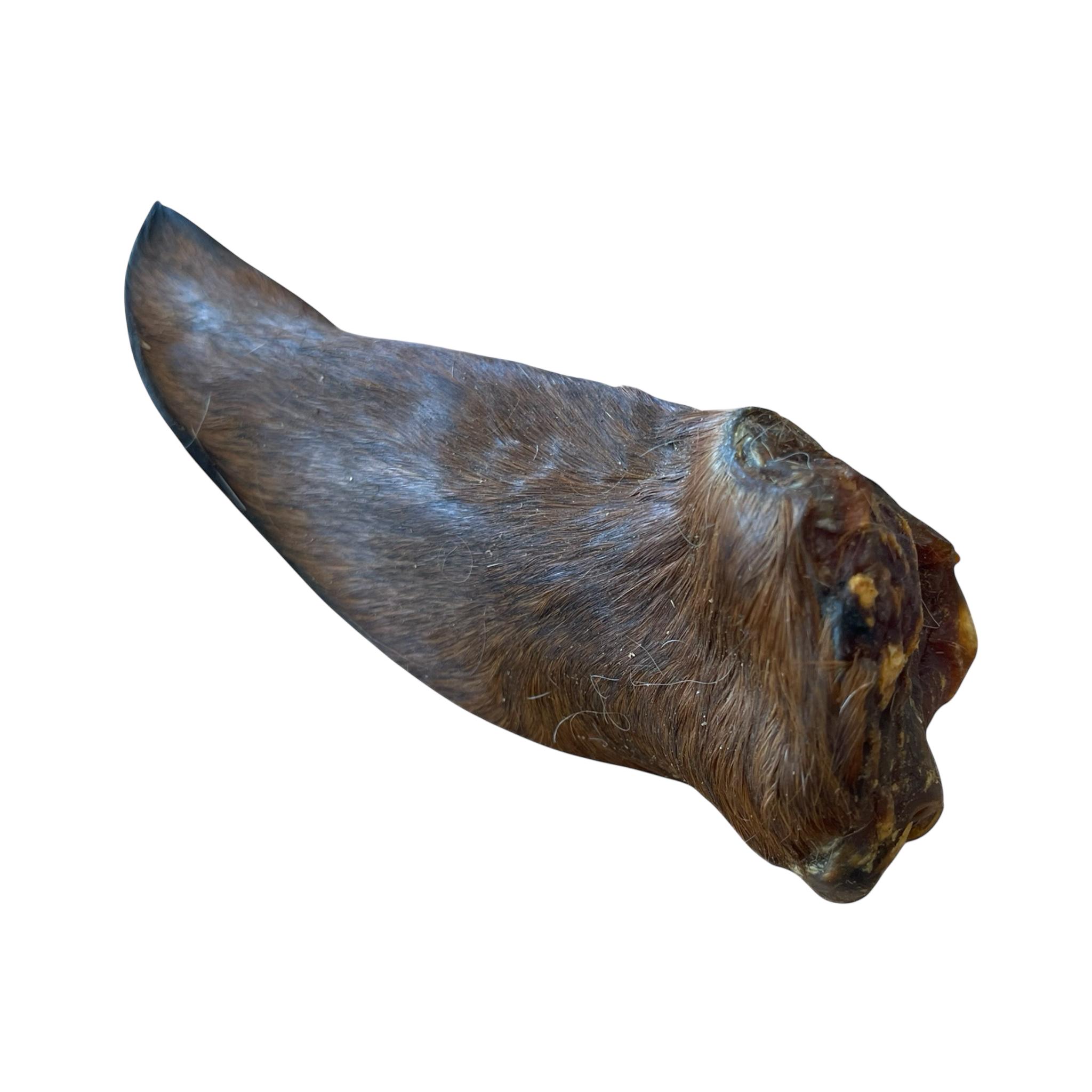 Pferde Ohren mit Fell