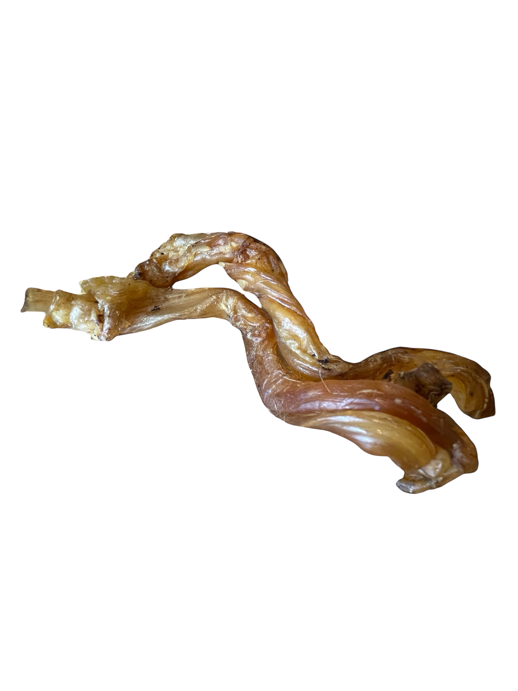 Pferde Achillessehne