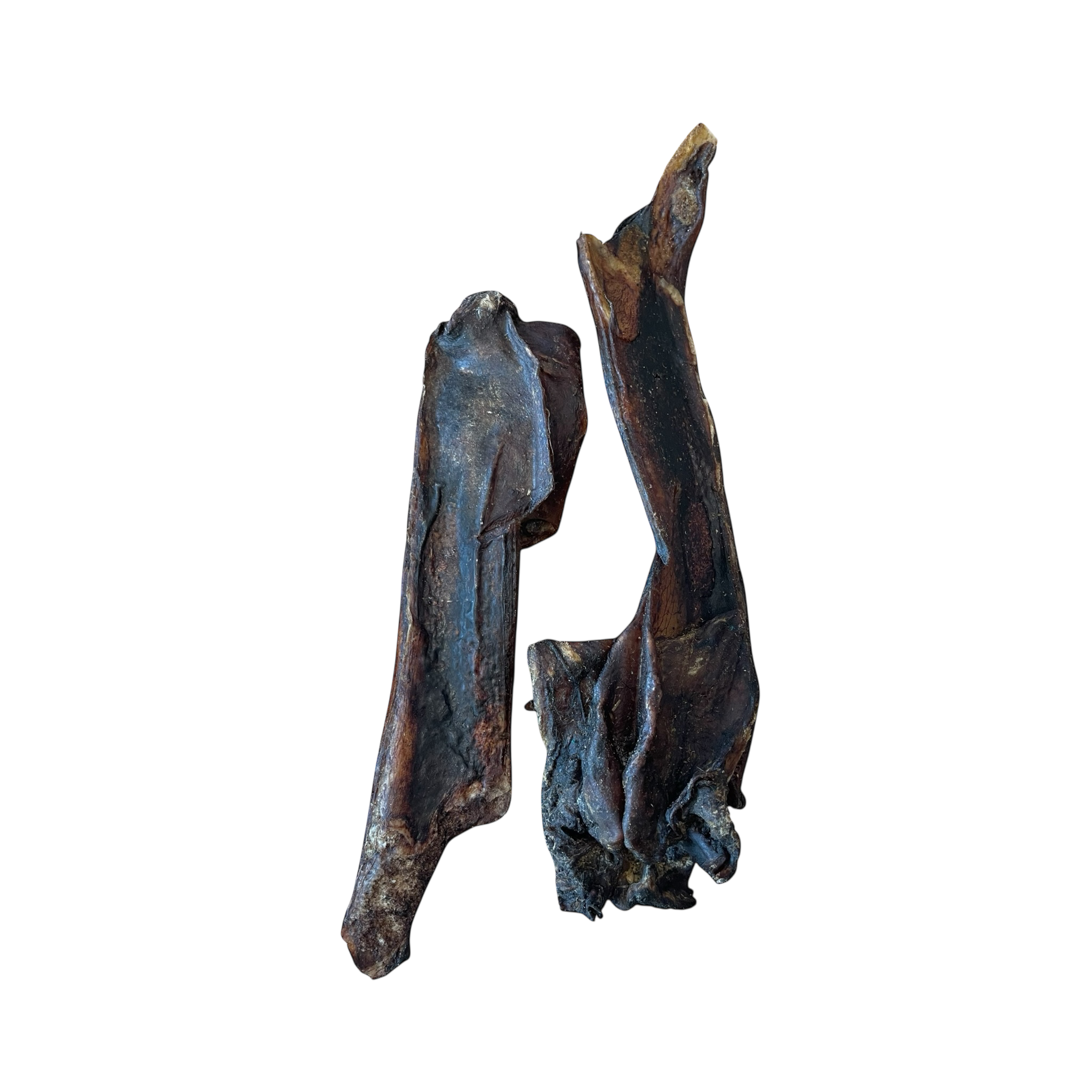 Pferde Nasen Knochen