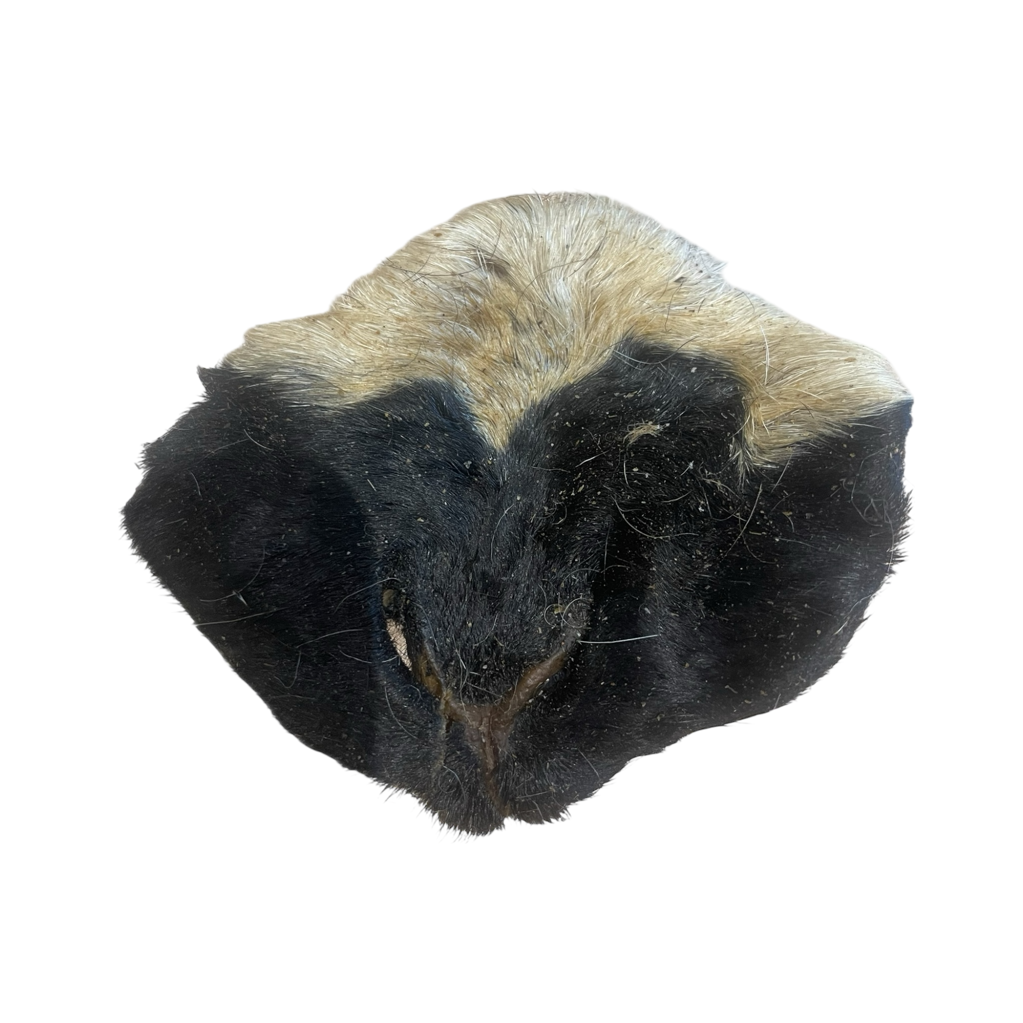 Ziegen Nase mit Fell