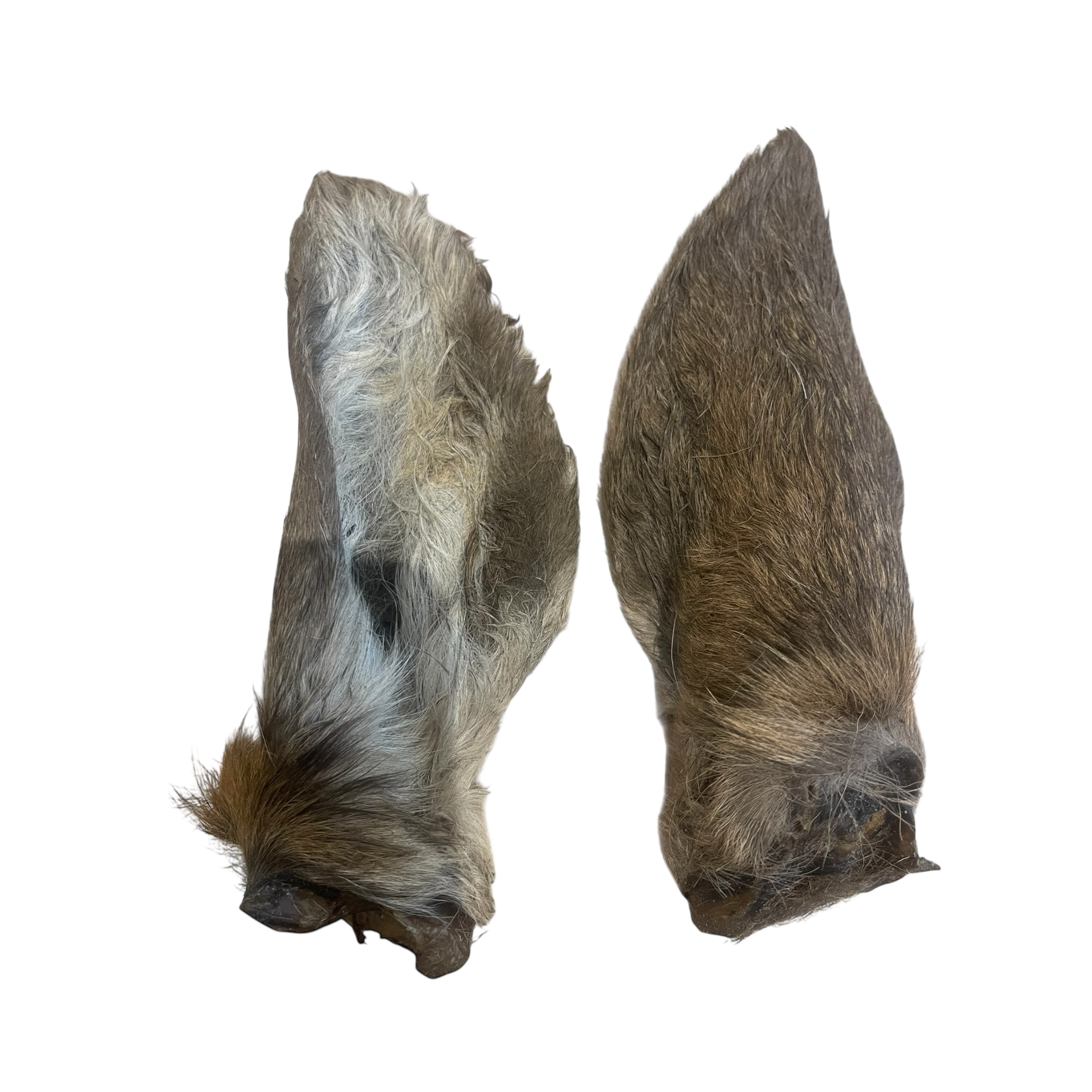 Hirsch Ohren mit Fell