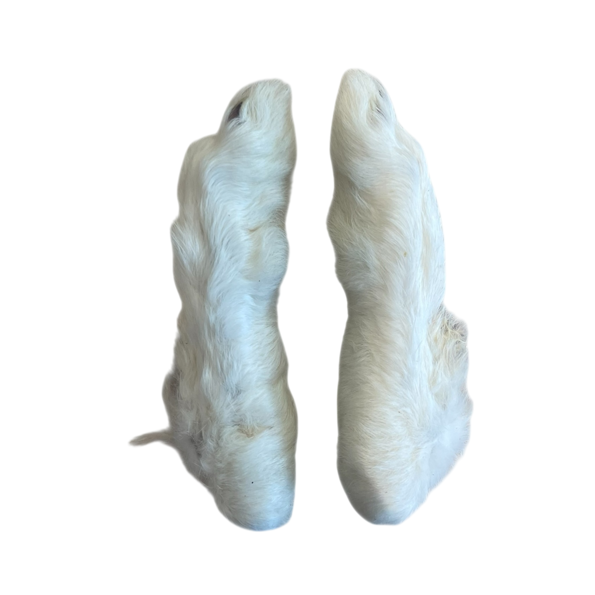 Kaninchen Pfoten mit Fell