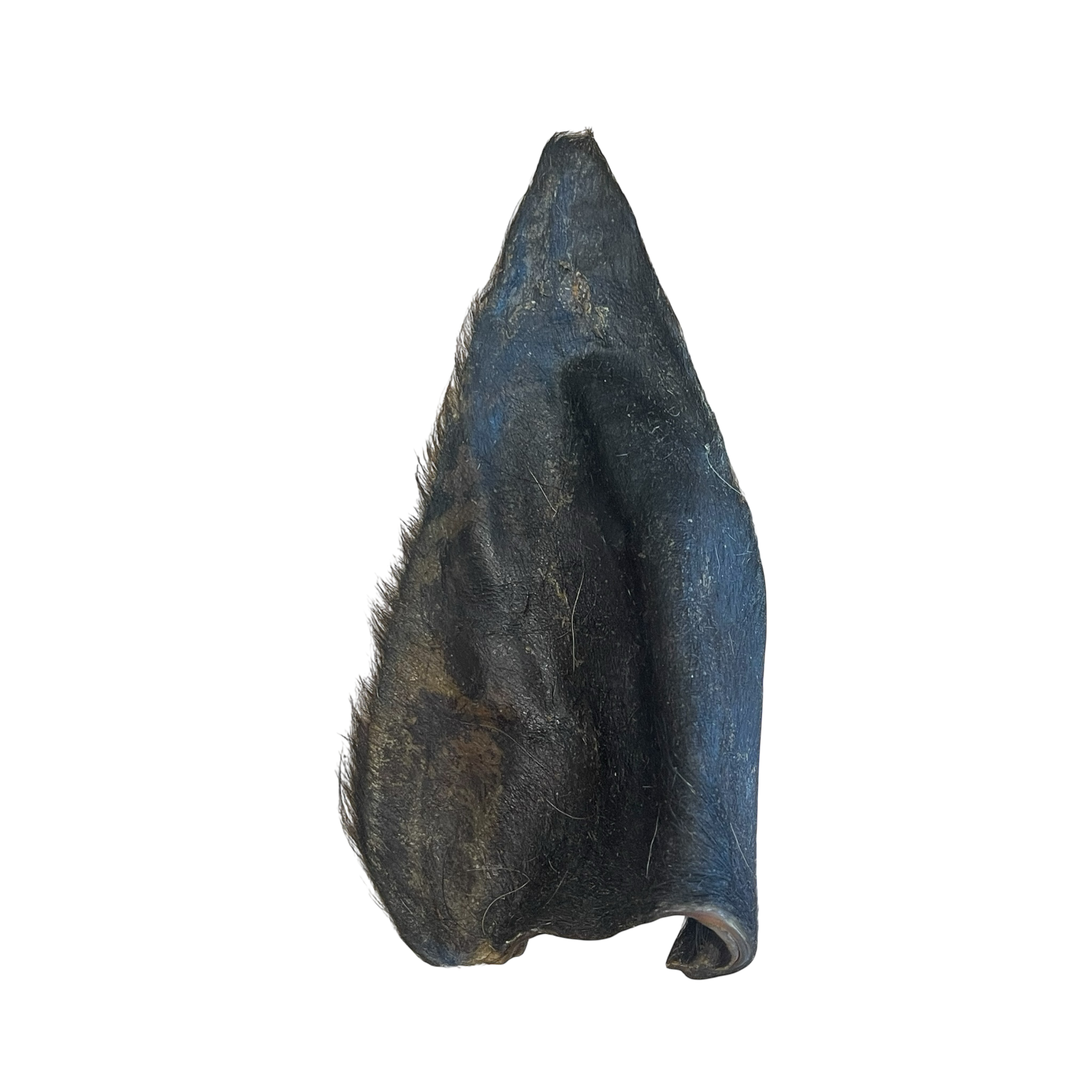 Büffel Ohr mit Fell L