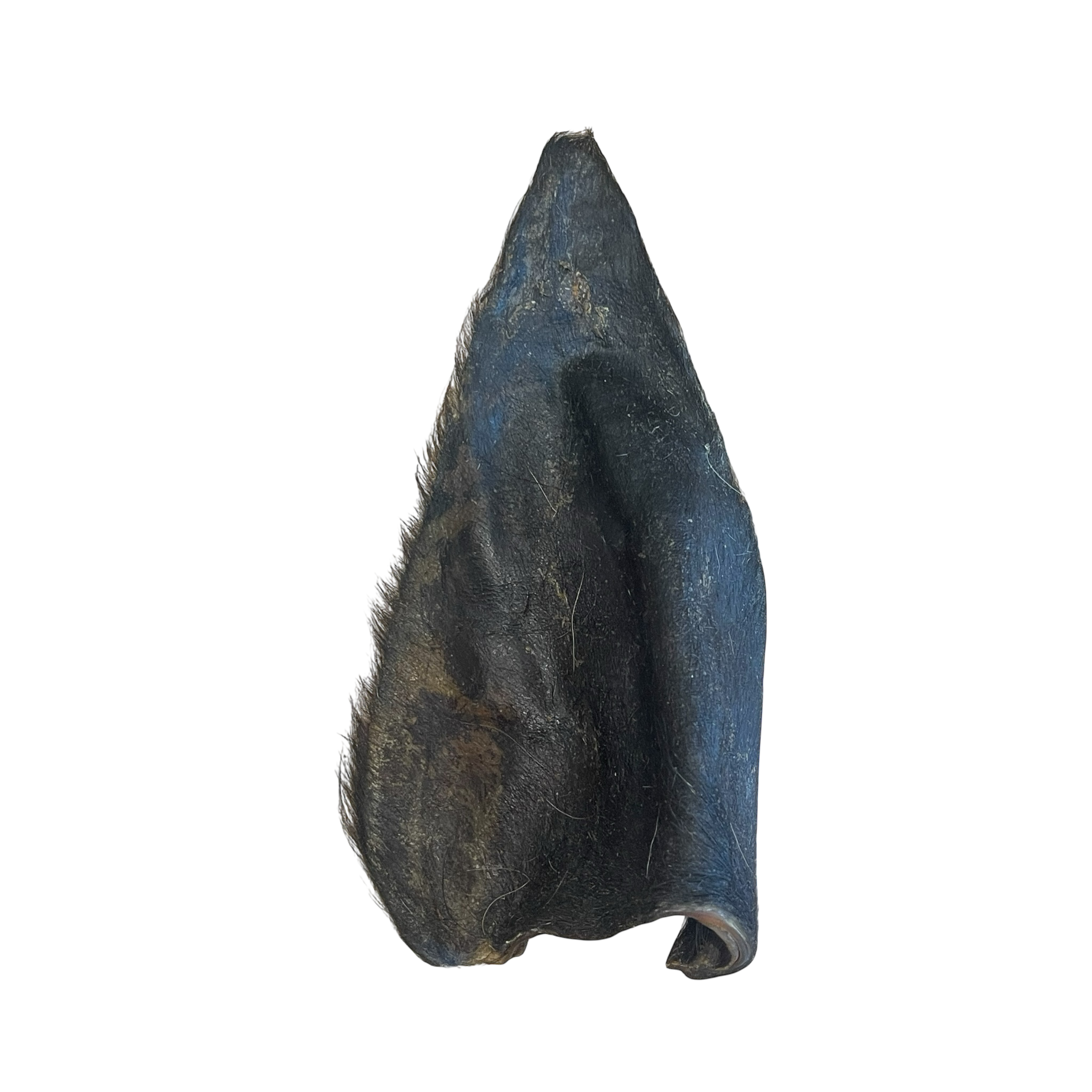 Büffel Ohr mit Fell L