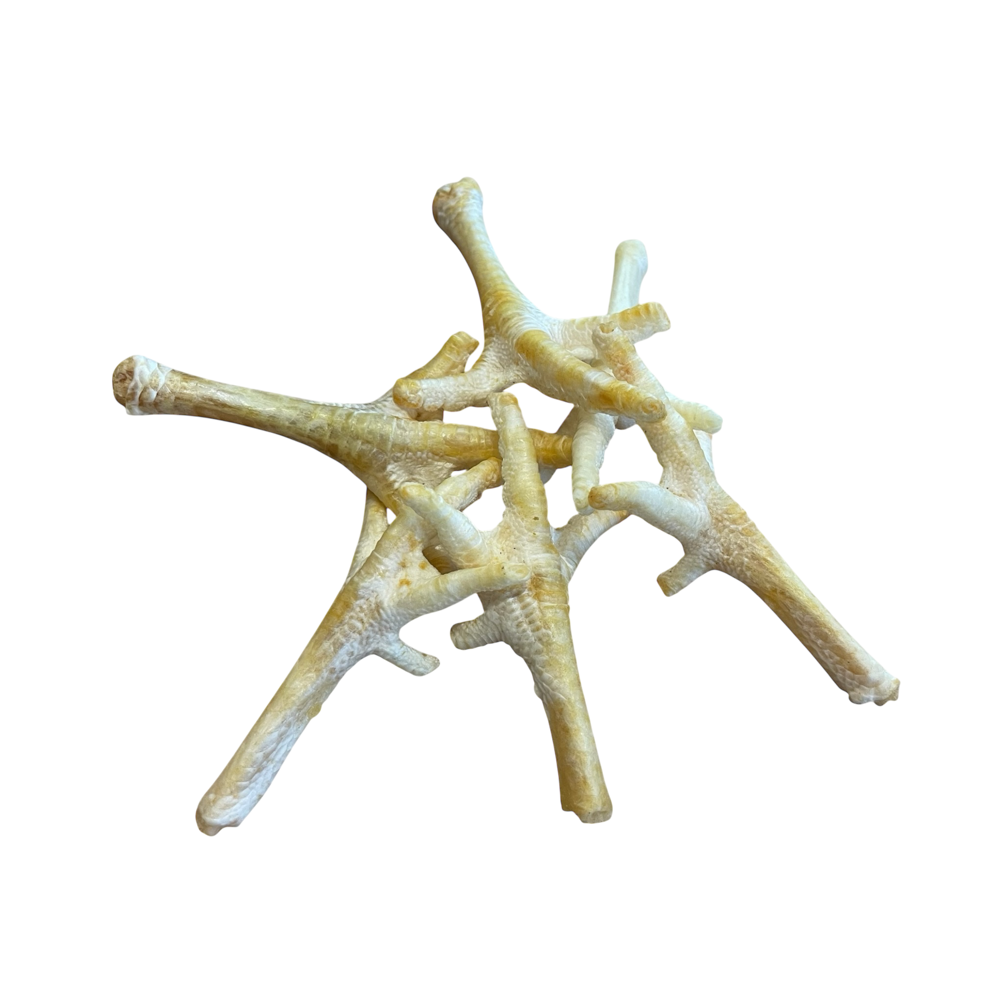 Hühner Füße Weiß