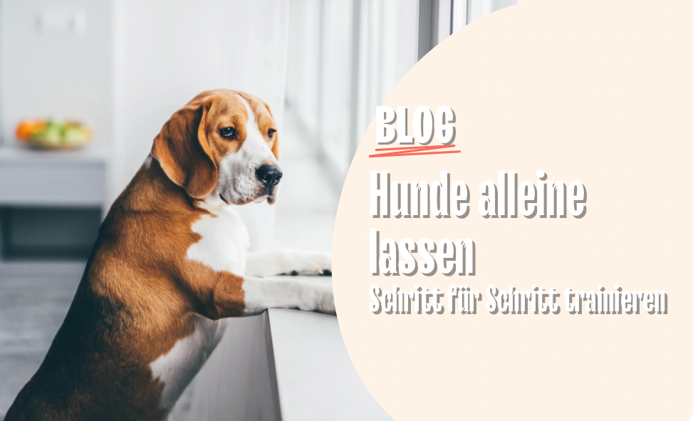 Hunde alleine lassen – Schritt für Schritt trainieren