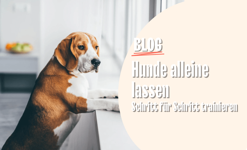 Hunde alleine lassen – Schritt für Schritt trainieren