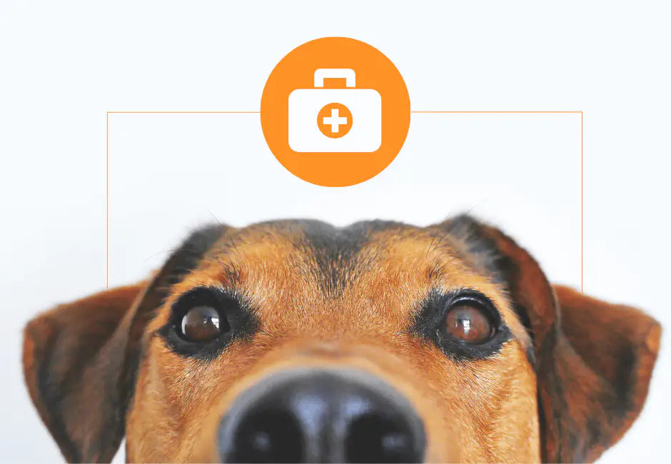Erste Hilfe beim Hund – Grundlagen mit einem Hund und einem medizinischen Symbol.