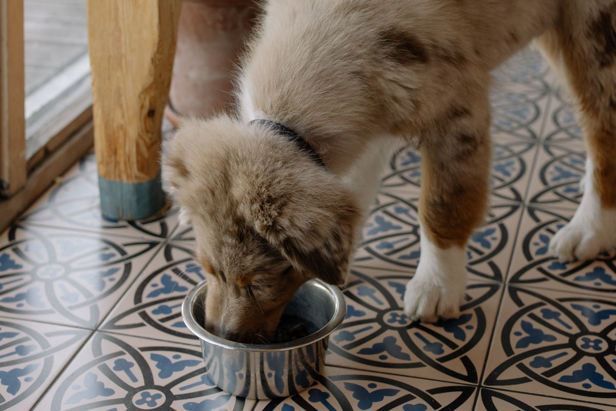 Hund frisst aus dem Napf – Monoprotein-Futter bei Futtermittelallergie