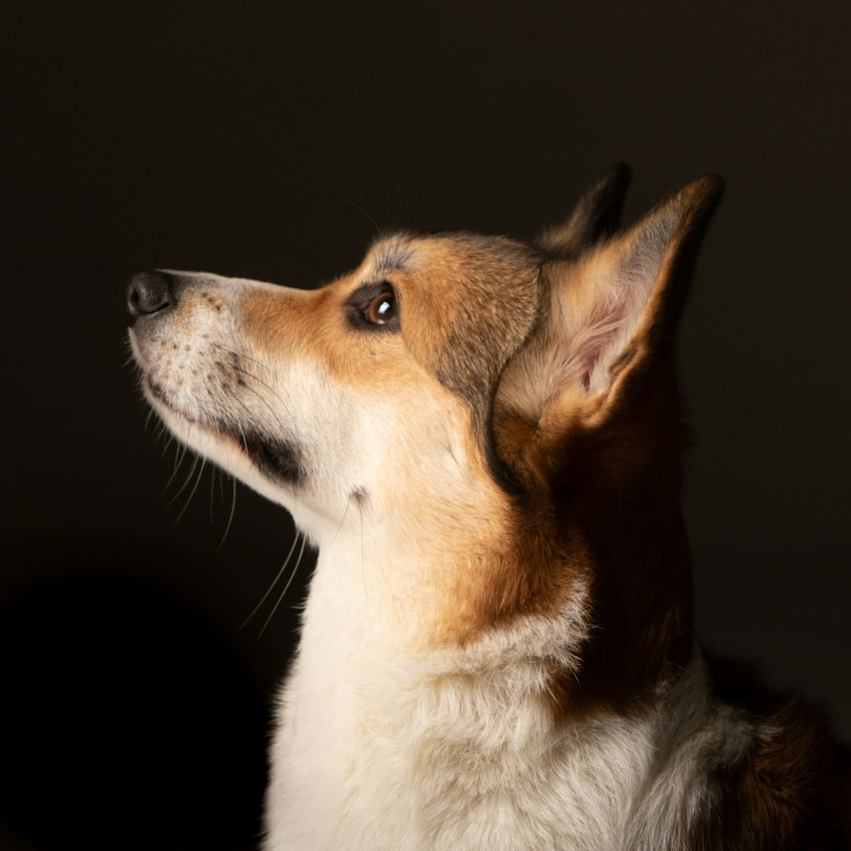 white and brown short coated dog
