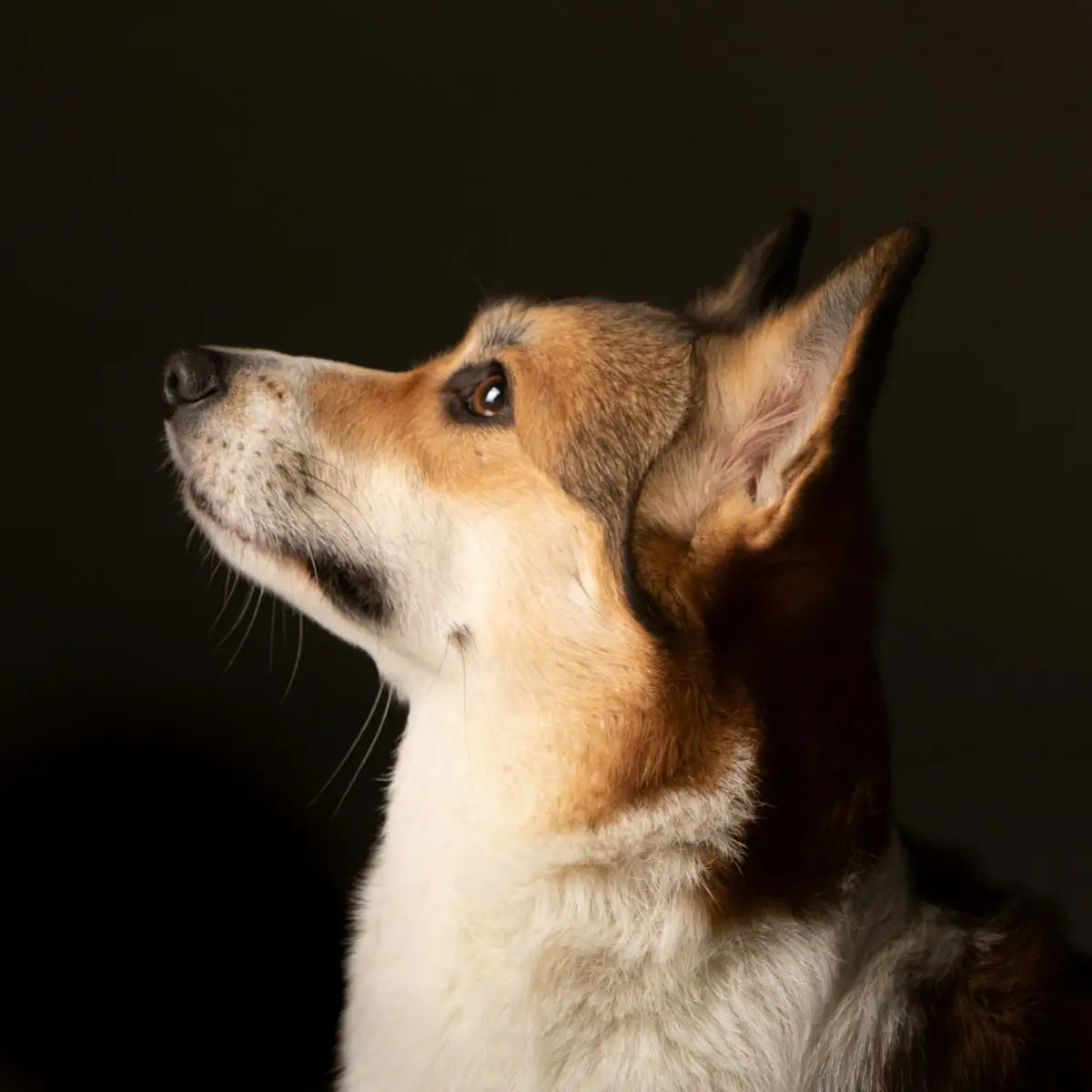 white and brown short coated dog