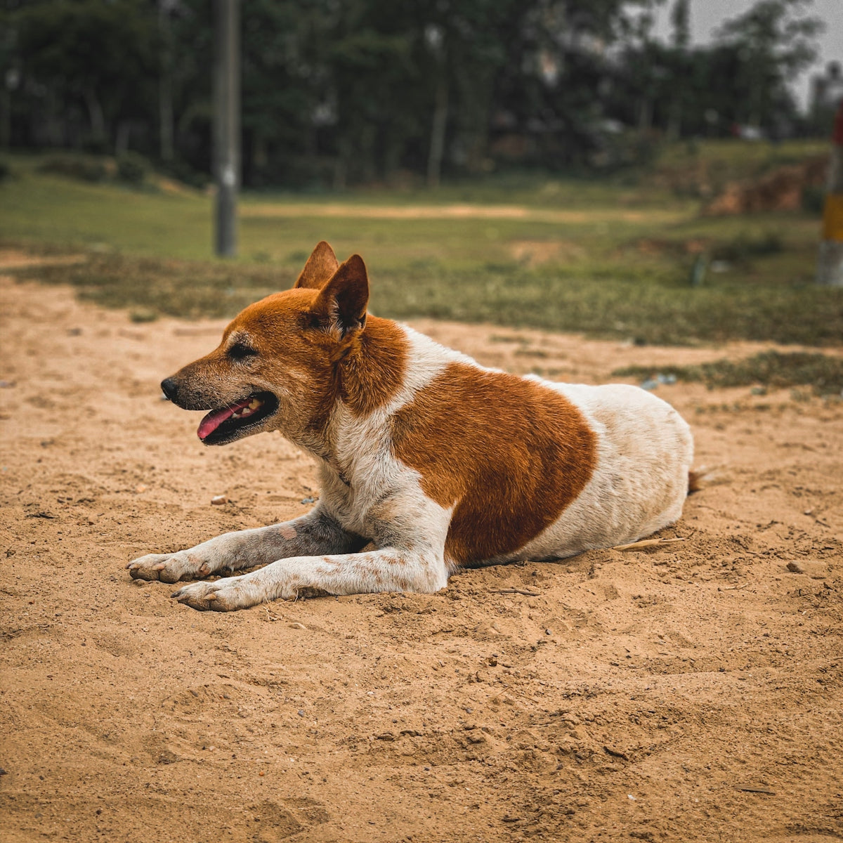 Ein Hund mit braunem und weißen Fell, der entspannt auf dem Sand liegt und seine Zunge herausstreckt.