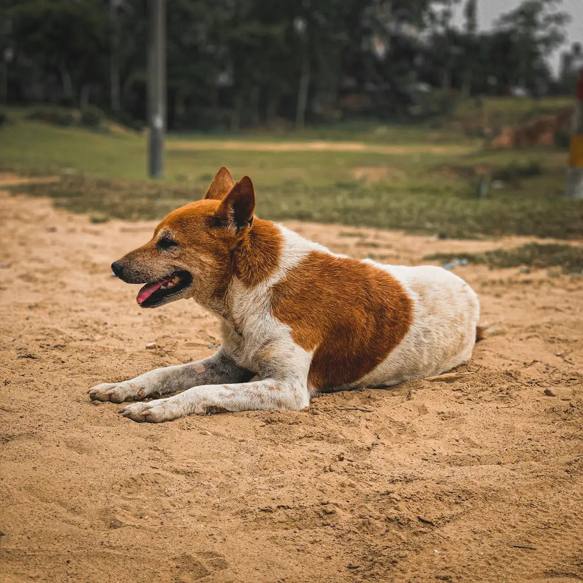 Ein Hund mit braunem und weißen Fell, der entspannt auf dem Sand liegt und seine Zunge herausstreckt.