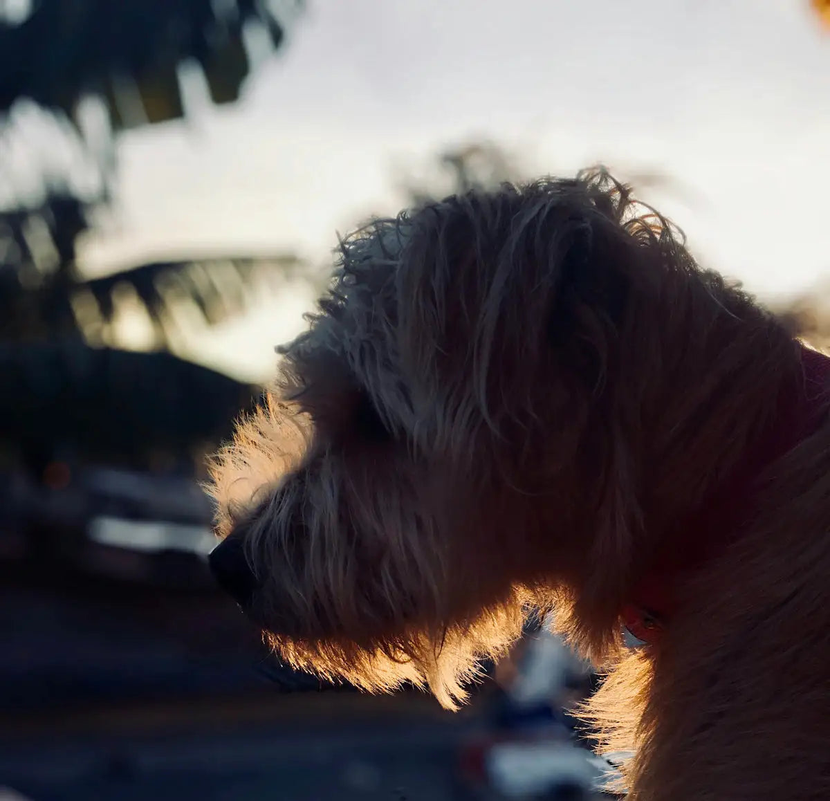 a white dog with a red collar looking off into the distance