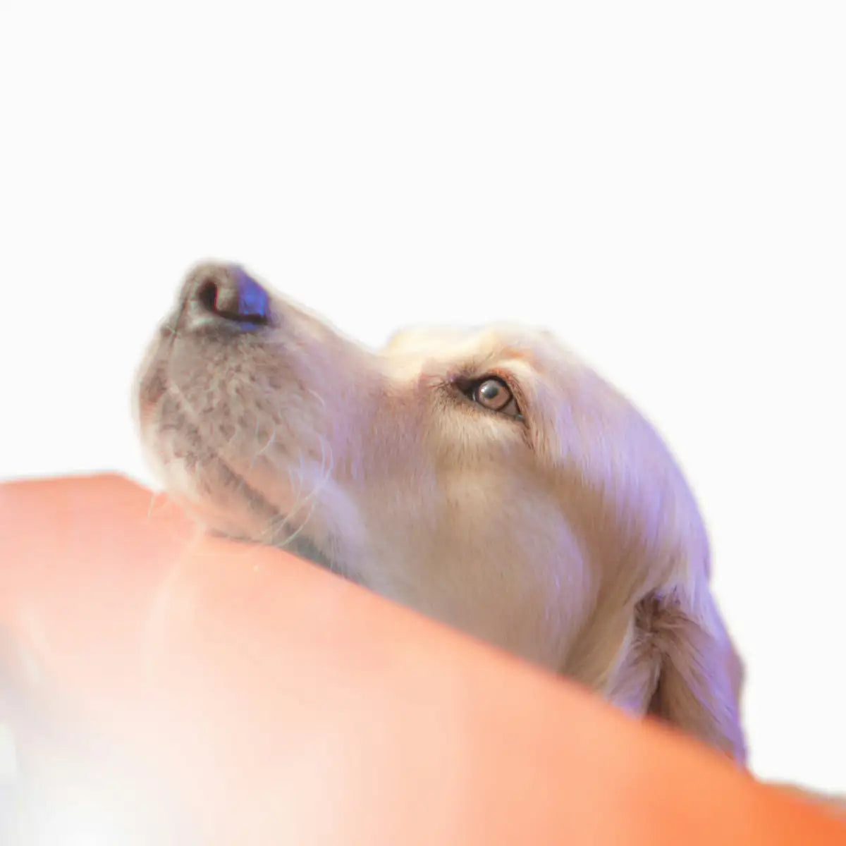 a close up of a dog looking up at something