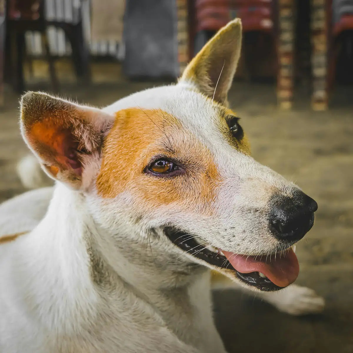 a close up of a dog laying on the ground