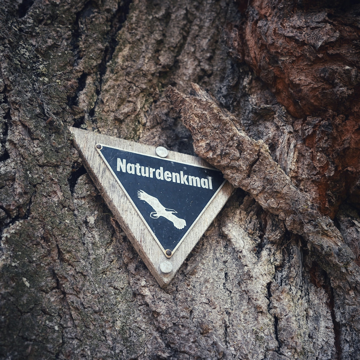 A sign marks a nature monument on a tree.