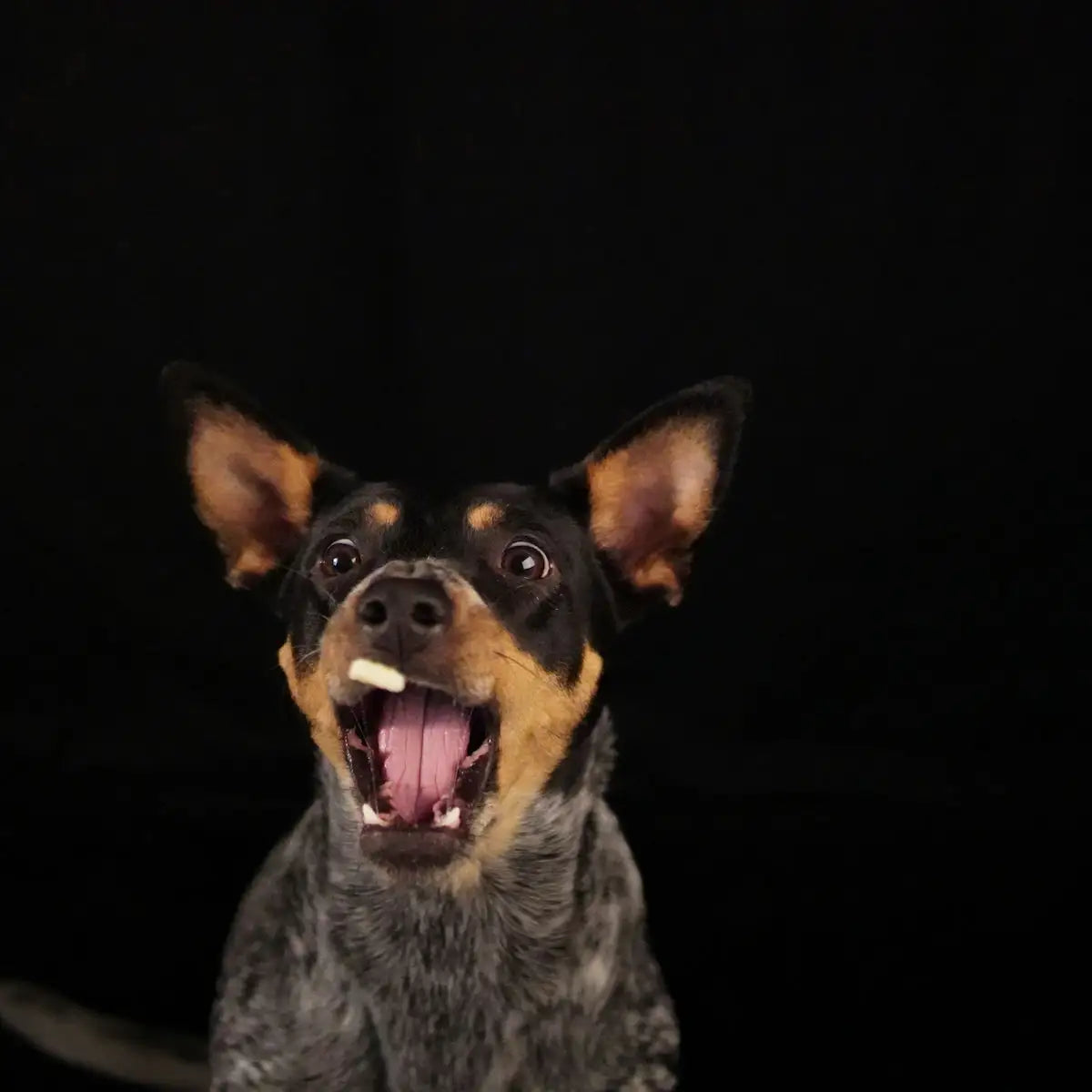 A dog with its mouth open and one tooth showing