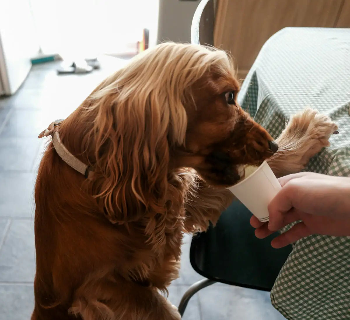 A dog drinking from a cup held by a hand