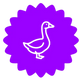 GANS