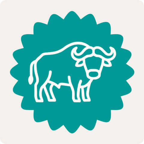 Illustration eines Büffels auf grünem Hintergrund, symbolisiert natürliche Büffel Leckerlis für Hunde.