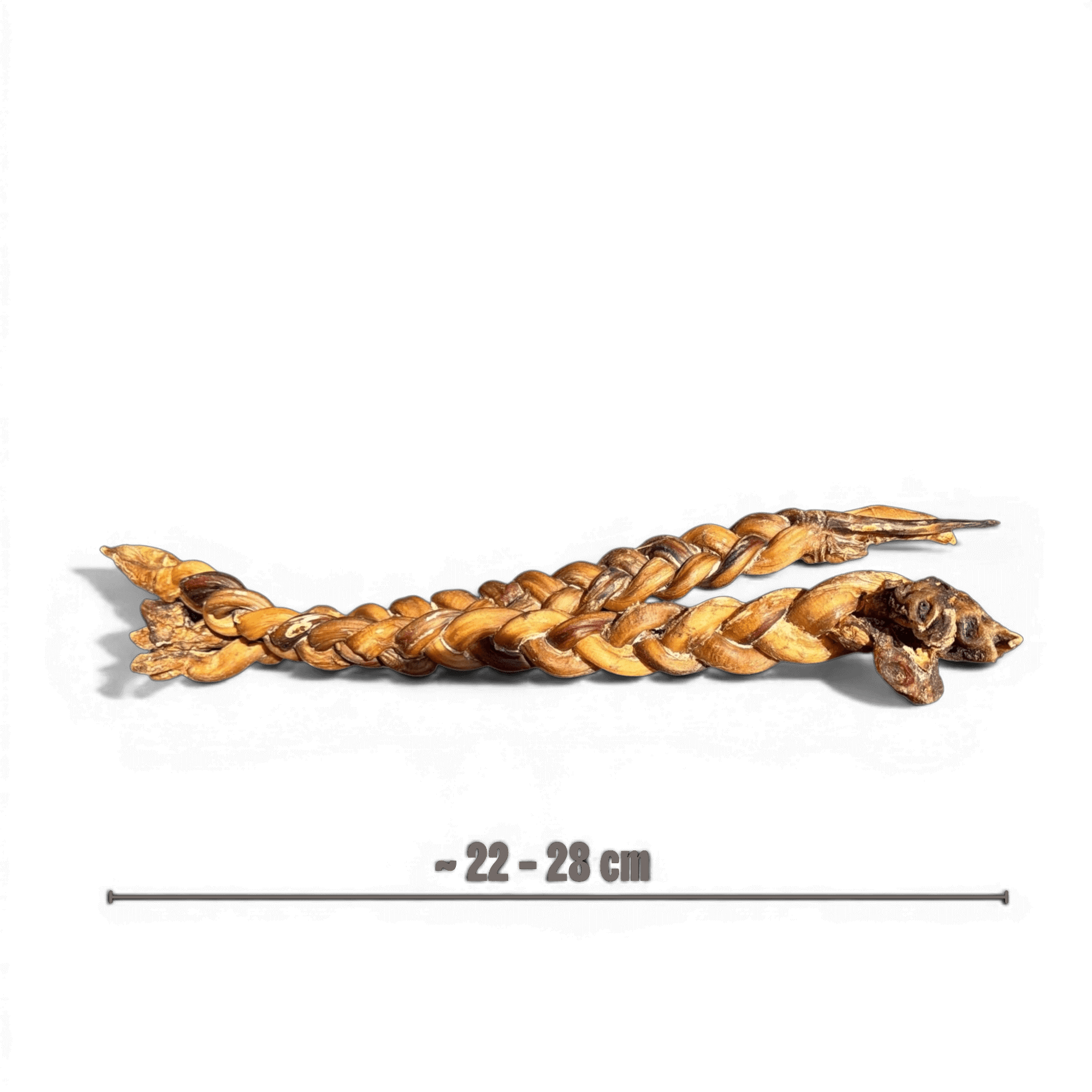 Produktansicht eines geflochtenen Ochsenziemer für Hunde mit einer eingeblendeten Längenangabe von ca. 22 bis 28 cm. Der robuste Kauartikel liegt horizontal und zeigt die Größe für mittlere bis große Hunde.