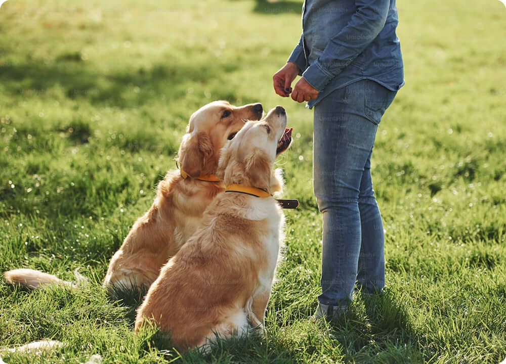 Zwei Hunde bekommen Leckerlis 
