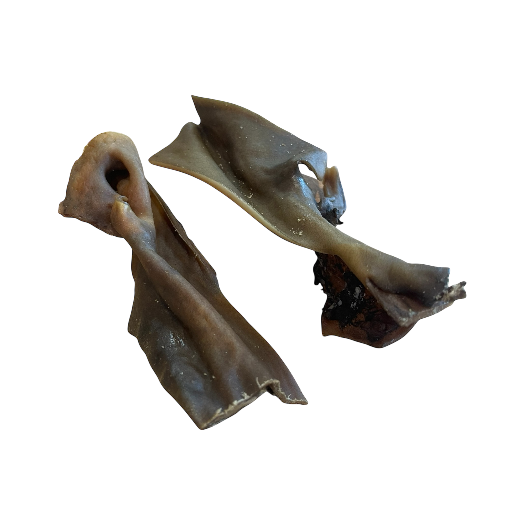 Kamelkopfhaut
