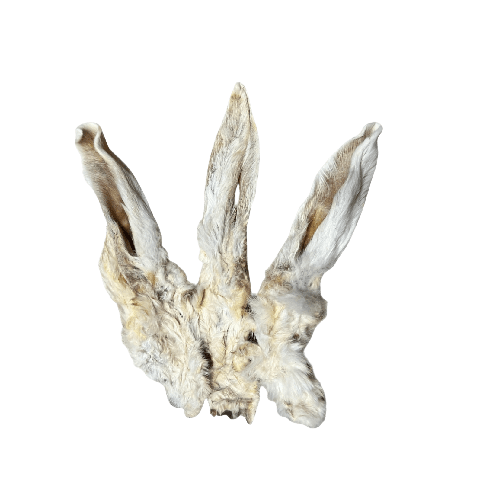 Kaninchenohren mit Fell – natürlicher Kauartikel für Hunde, schonend getrocknet und naturbelassen.