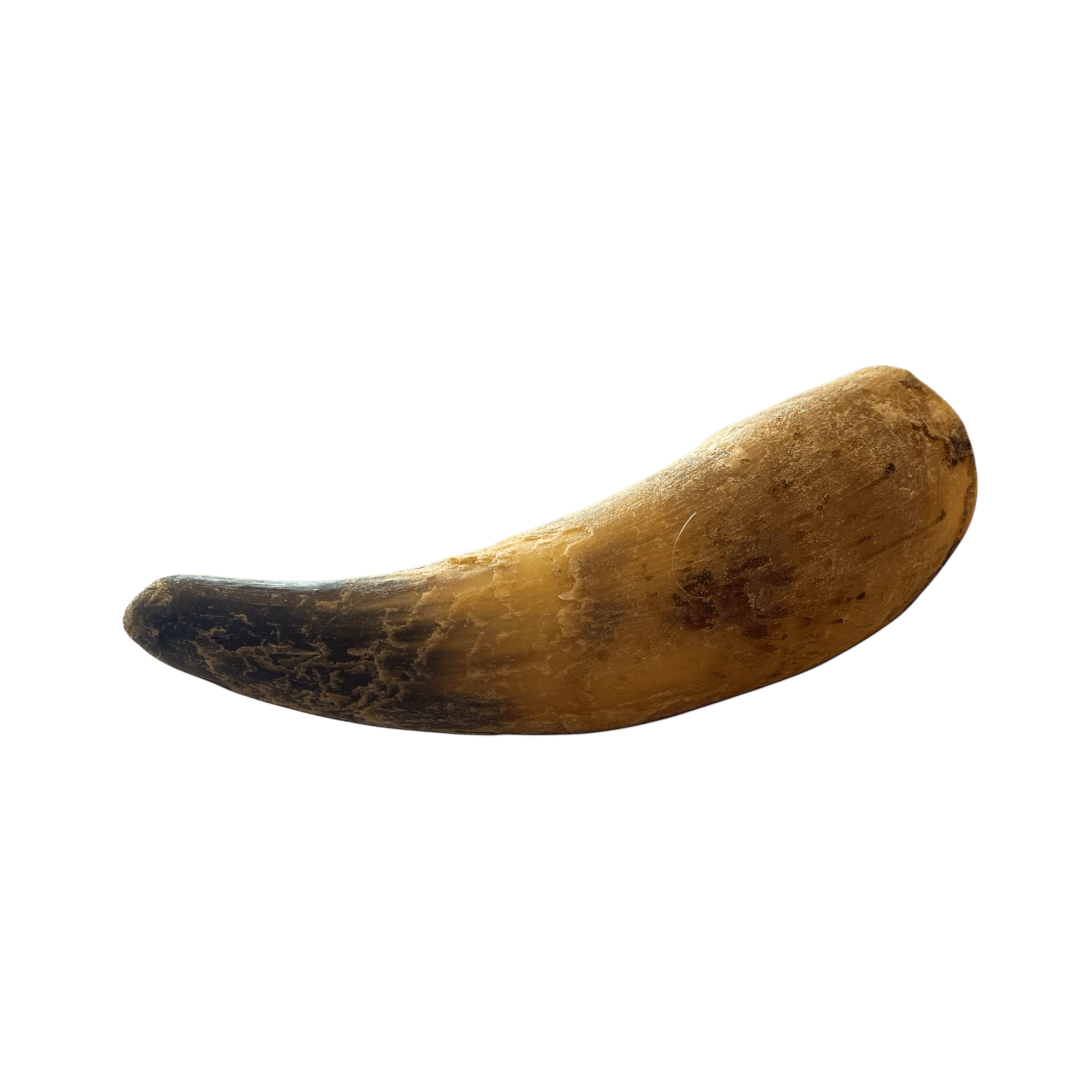 Rinderhorn XXL Natur-Kauartikel für Hunde, hochwertige Rinderhorn für Zahngesundheit und Genuss.