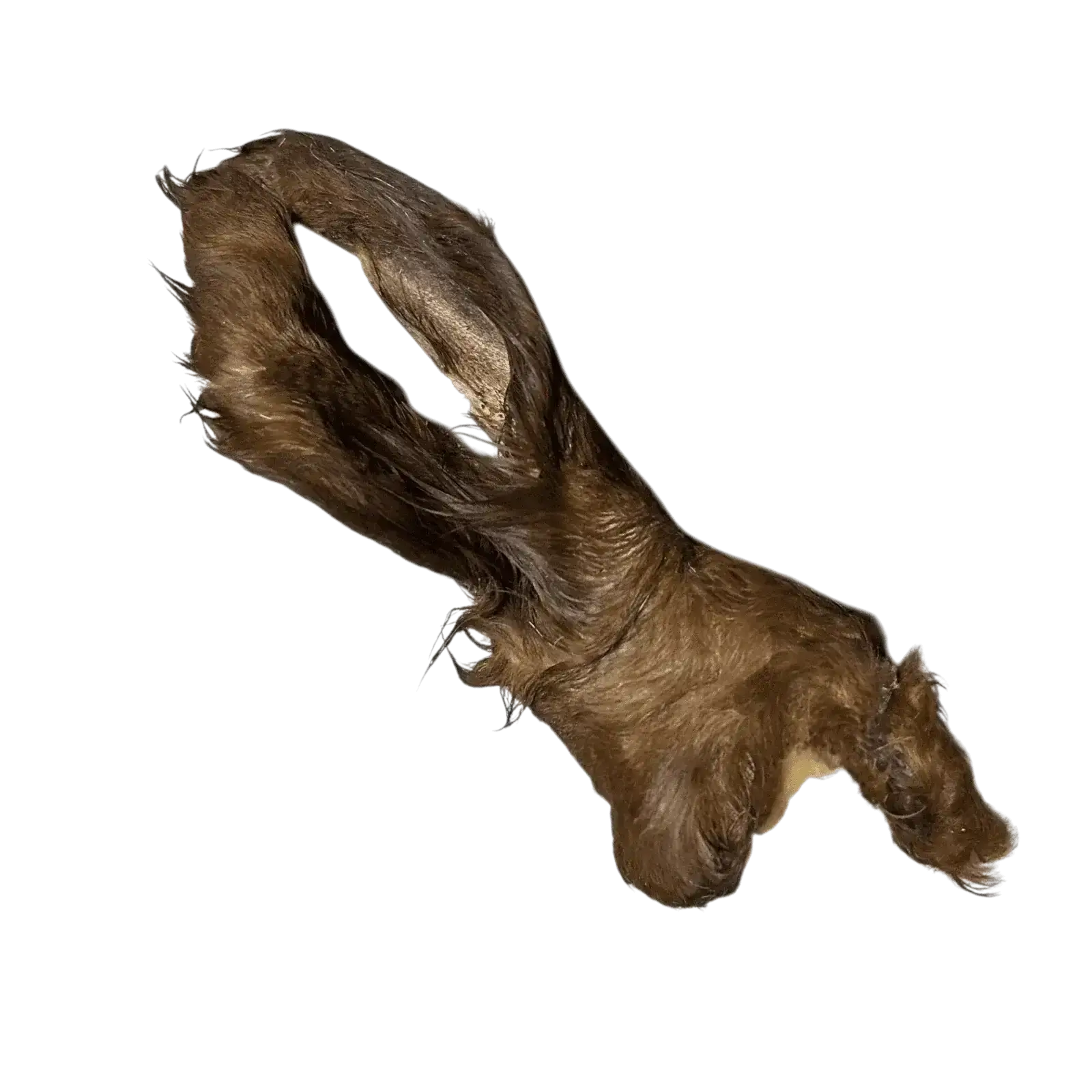Rinderohr mit Fell XL – natürlicher Kauartikel für Hunde