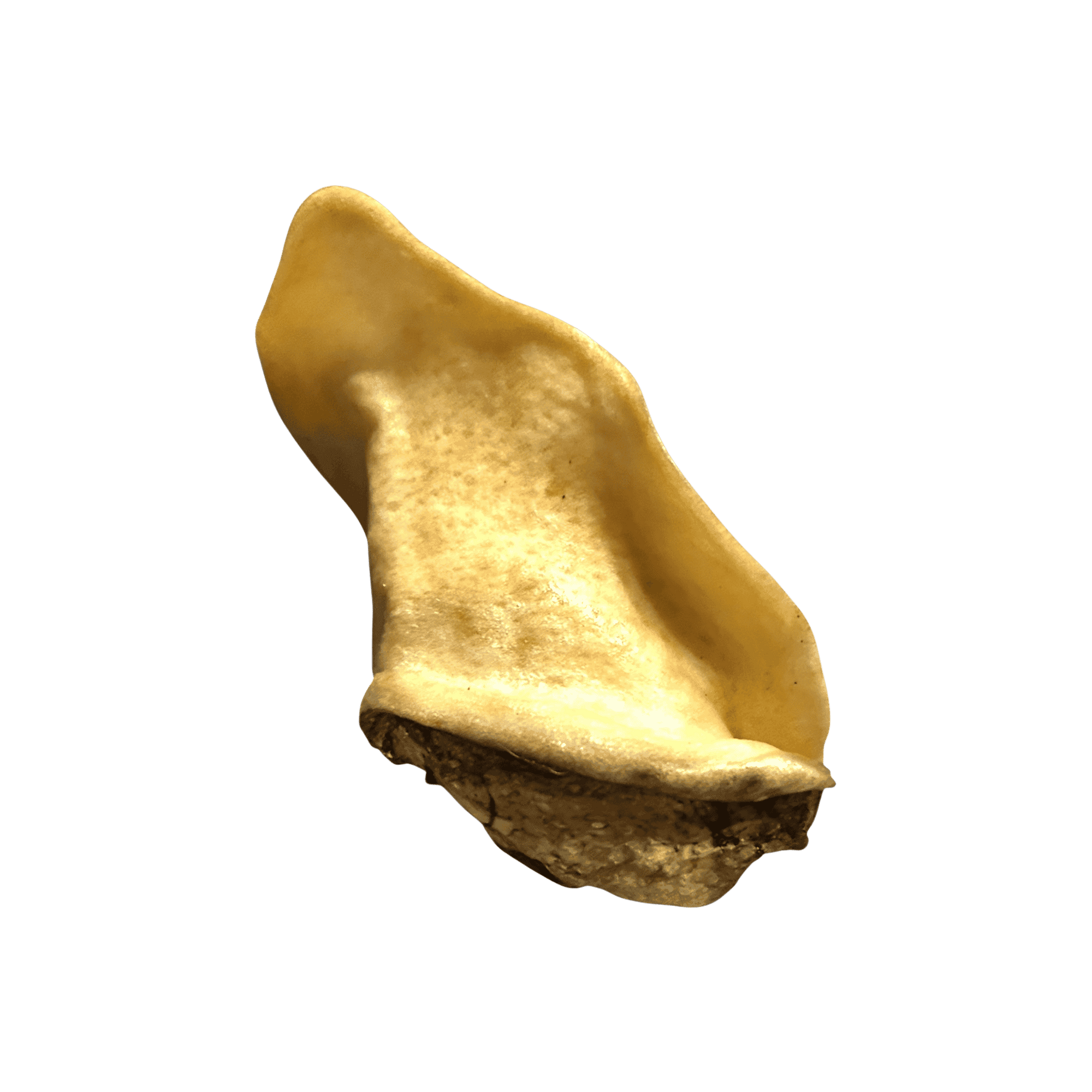 Wildschweinohr schonend getrocknet ohne Fell Rückseite 