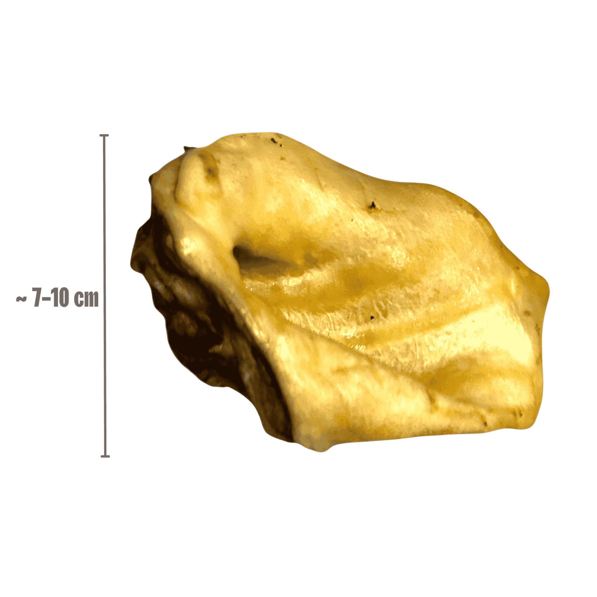 Wildschweinohr schonend getrocknet mit Abmessungen 