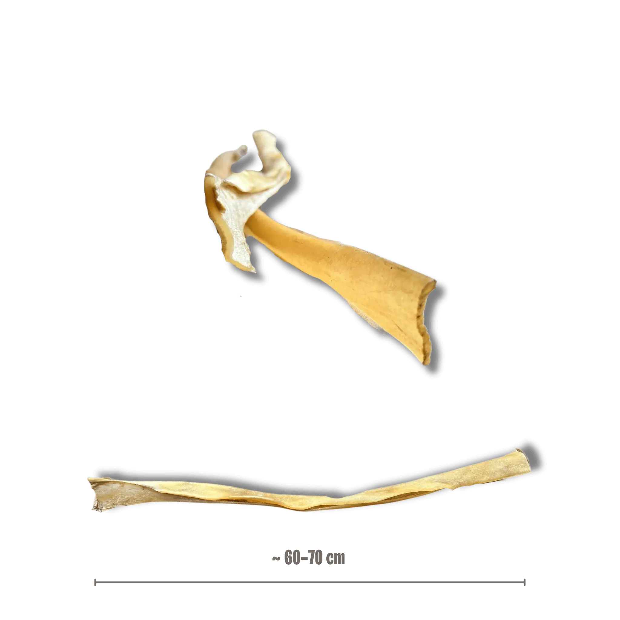 Längenvergleich einer extralangen Büffelhaut-Kaustange von ca. 60 bis 70 cm für große Hunde