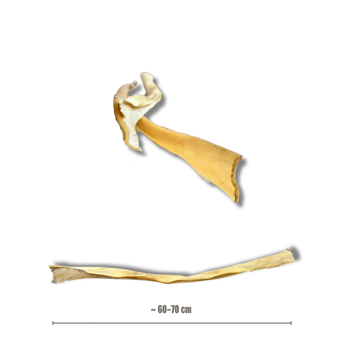 Längenvergleich einer extralangen Büffelhaut-Kaustange von ca. 60 bis 70 cm für große Hunde