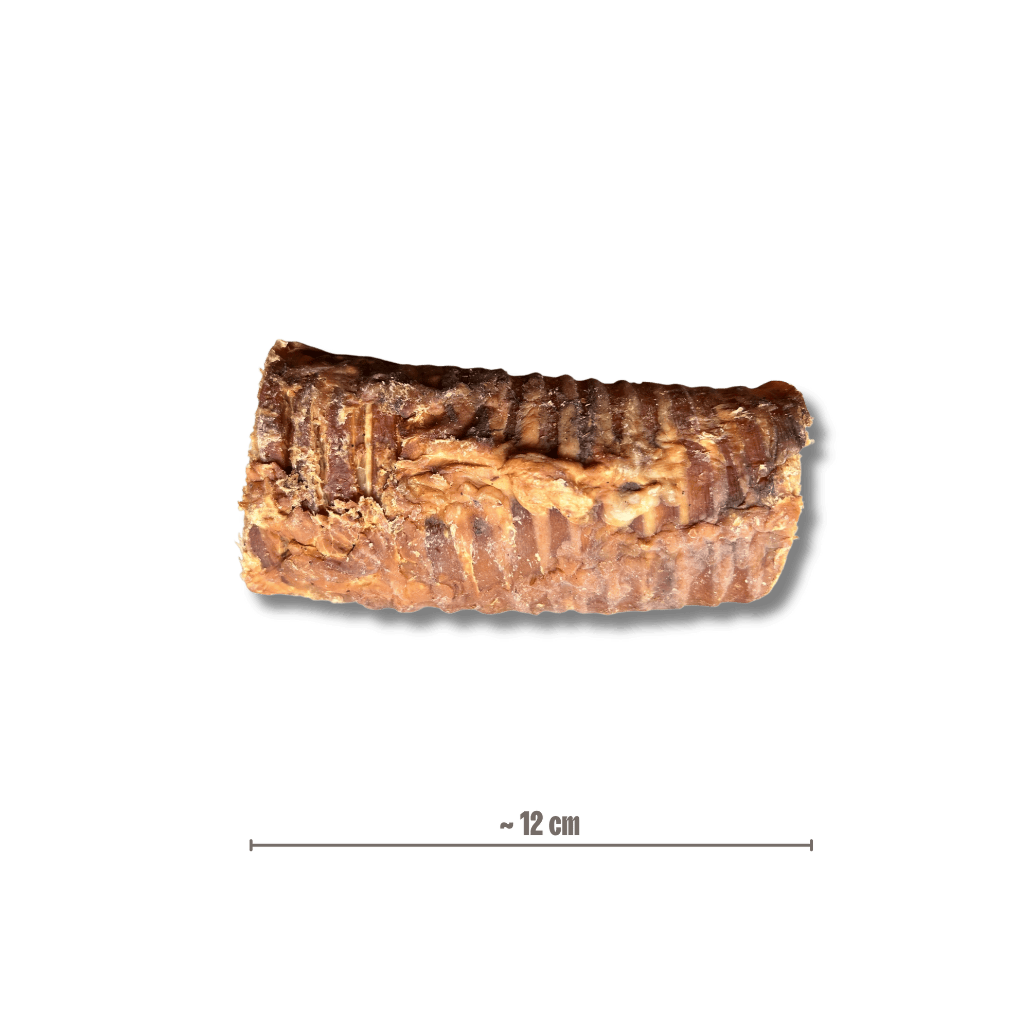 Eine getrocknete Büffelstrosse für Hunde, ca. 12 cm lang, flach liegend mit eingeblendeter Maßangabe.