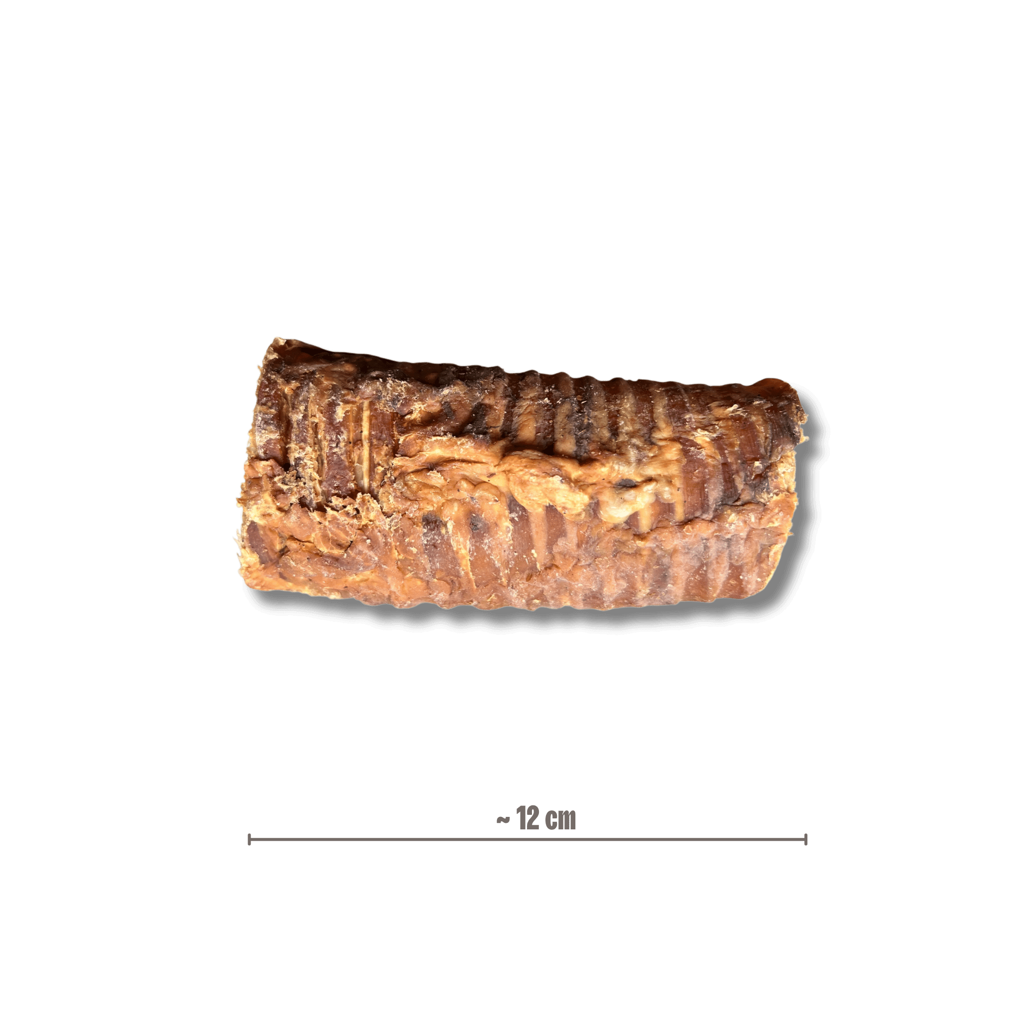Eine getrocknete Büffelstrosse Kauartikel für Hunde, ca. 12 cm lang, flach liegend mit eingeblendeter Maßangabe.