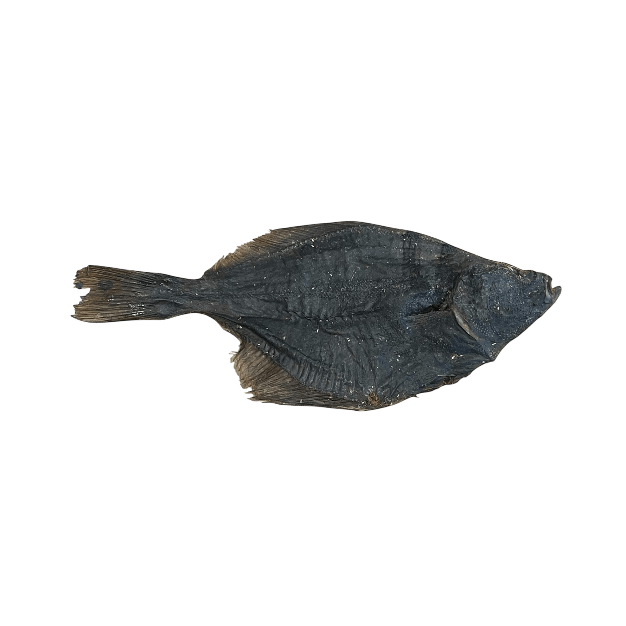 Flunder - natürlicher Kausnack aus echtem Fisch, reich an Proteinen und Omega-3-Fettsäuren für Hundezähne.