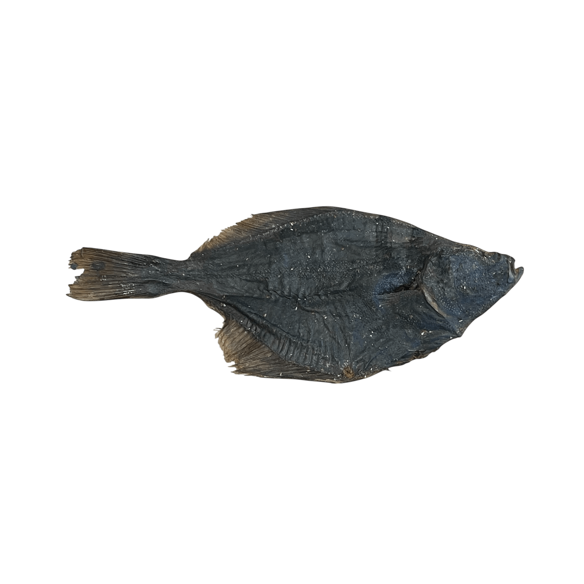 Flunder - natürlicher Kausnack aus echtem Fisch, reich an Proteinen und Omega-3-Fettsäuren für Hundezähne.