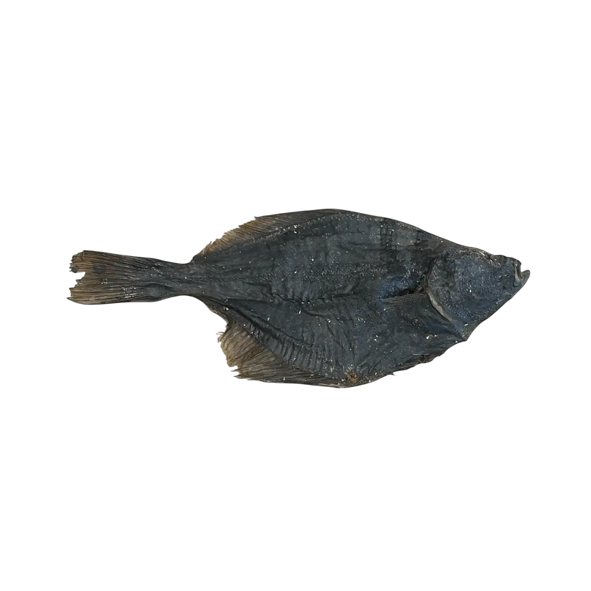 Flunder - natürlicher Kausnack aus echtem Fisch. Hunde Kauartikel reich an Proteinen und Omega-3-Fettsäuren für Hundezähne.