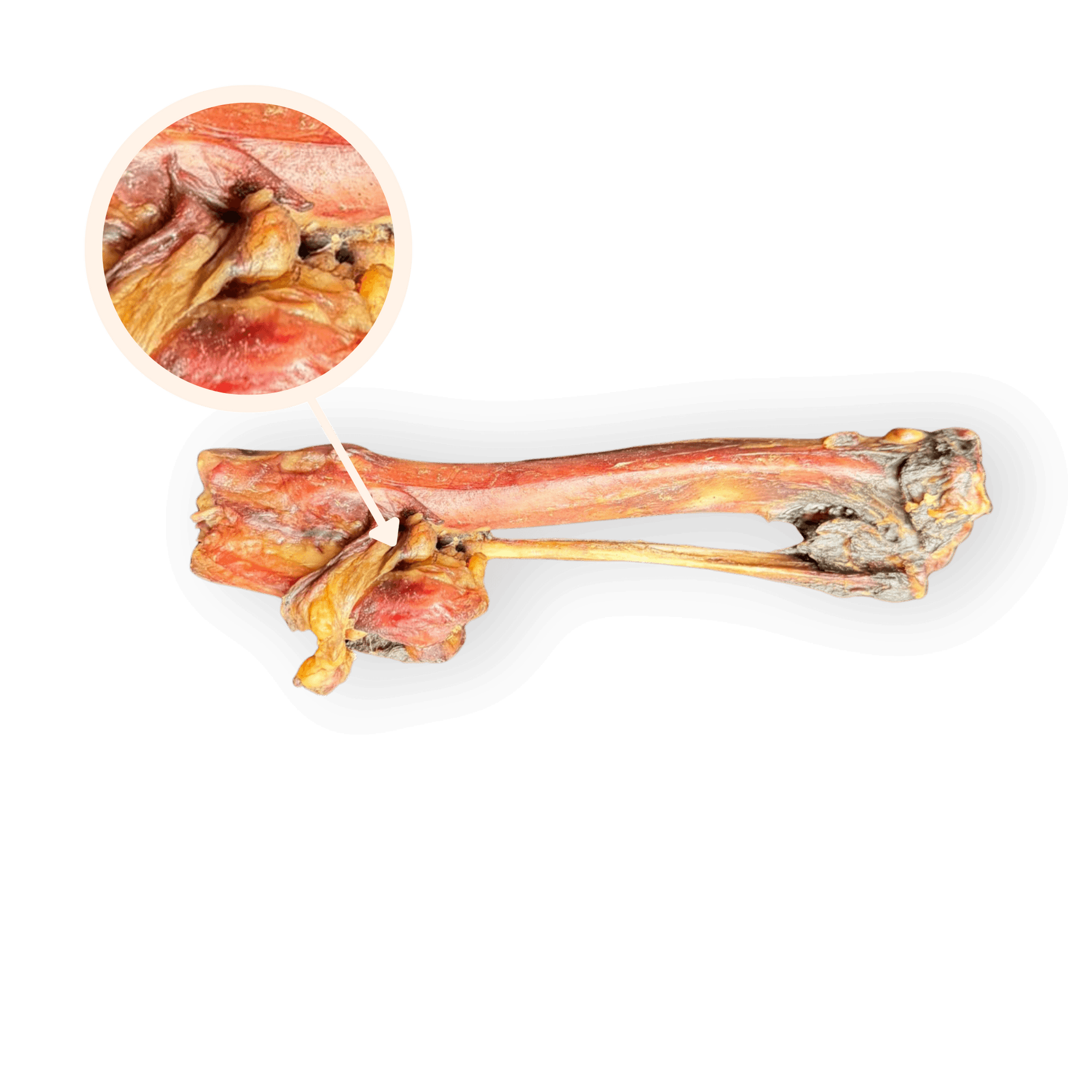 Ein horizontal ausgerichteter, getrockneter Hirschknochen vor weißem Hintergrund. Oben links zeigt ein kreisförmiger Detail-Ausschnitt, der mit einem Pfeil auf die fleischige Verbindungsstelle des Knochens zeigt, die faserige Textur des Fleisches und der Sehne in Vergrößerung