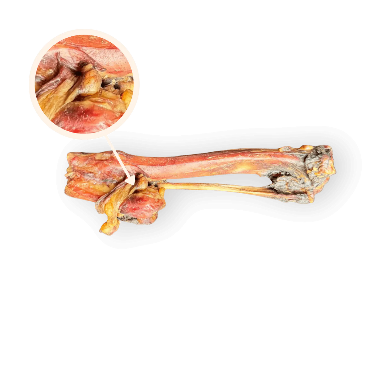 Ein horizontal ausgerichteter, getrockneter Hirschknochen vor weißem Hintergrund. Oben links zeigt ein kreisförmiger Detail-Ausschnitt, der mit einem Pfeil auf die fleischige Verbindungsstelle des Knochens zeigt, die faserige Textur des Fleisches und der Sehne in Vergrößerung