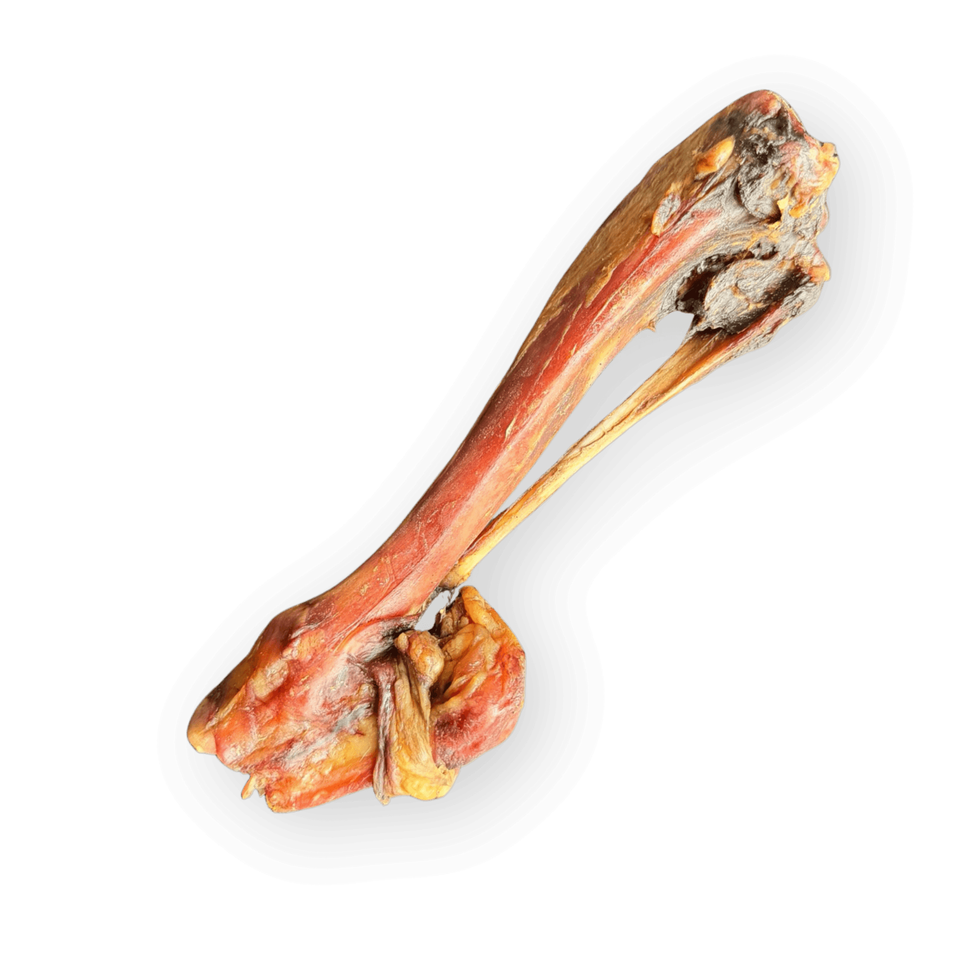 Nahaufnahme eines unverpackten, getrockneten Hirschknochens vor weißem Hintergrund. Der Knochen ist rötlich-braun und fleischig, mit einer sichtbaren getrockneten Sehne, die den Gelenkkopf verbindet