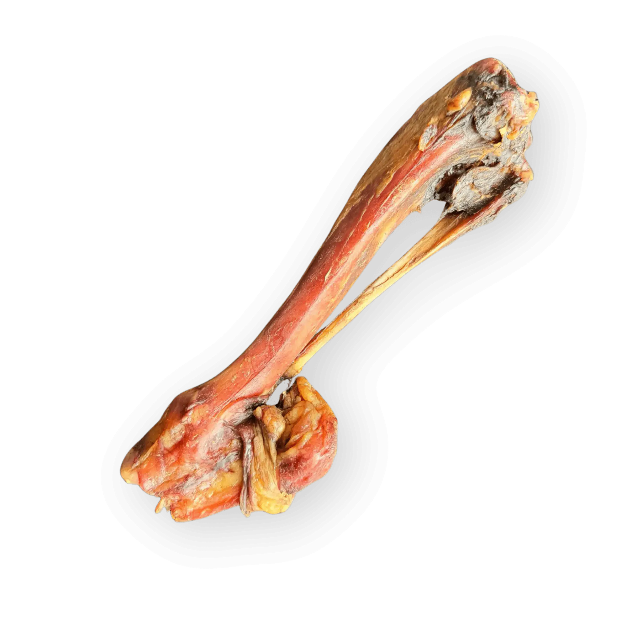 Nahaufnahme eines unverpackten, getrockneten Hirschknochens vor weißem Hintergrund. Der Knochen ist rötlich-braun und fleischig, mit einer sichtbaren getrockneten Sehne, die den Gelenkkopf verbindet
