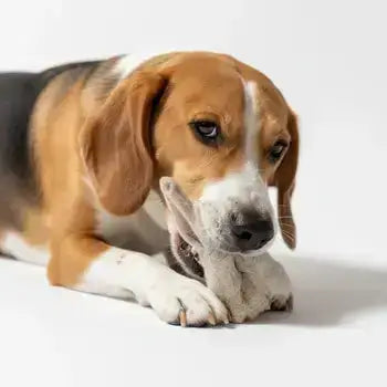 Kaninchenohren mit Fell Kauartikel für Hunde