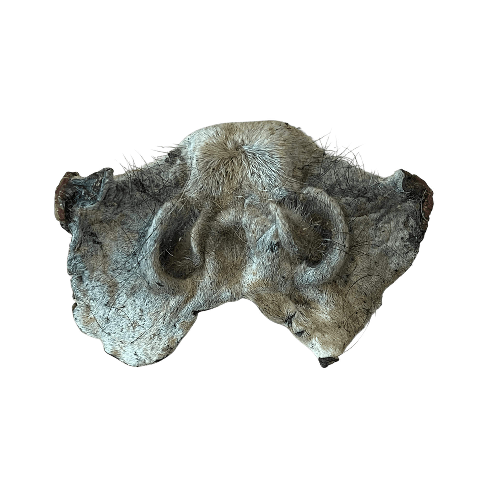 Pferdenase mit Fell – Naturkauartikel für Hunde, gesunder Kauartikel für Hunde mit empfindlichem Magen.