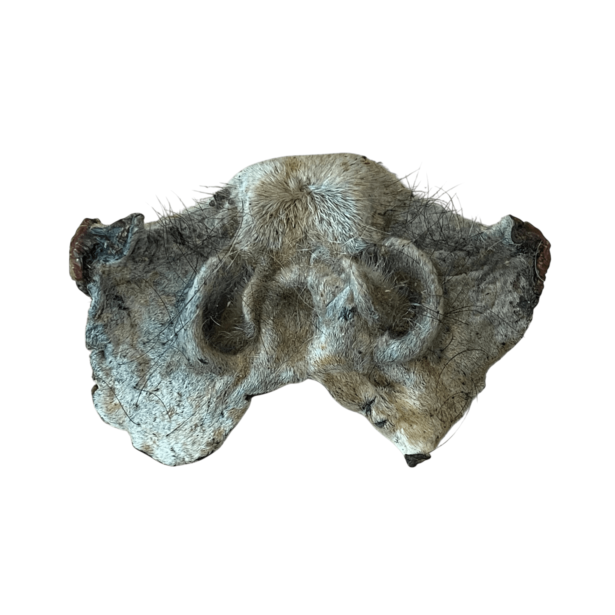 Pferdenase mit Fell – Naturkauartikel für Hunde, gesunder Kauartikel für Hunde mit empfindlichem Magen.