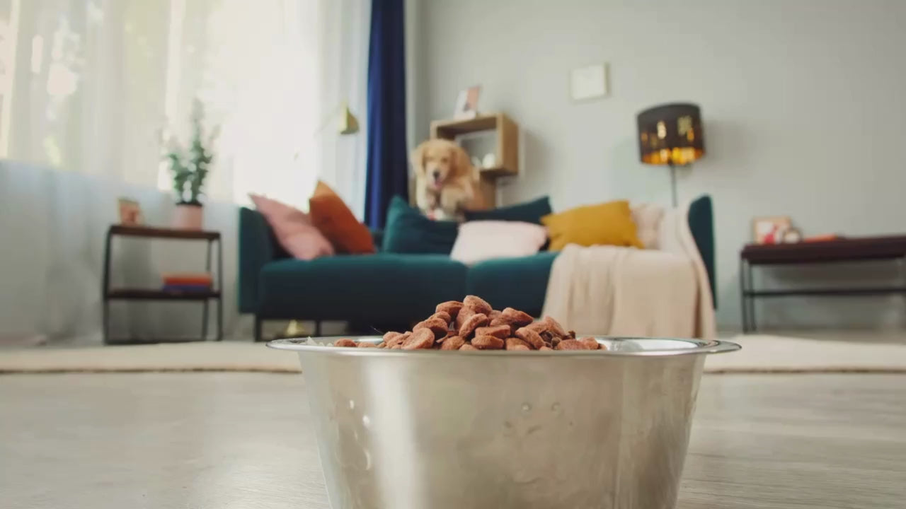 Hund rennt voller vorfreude zu seinem mit leckerem gefüllten Hunde Trockenfutter