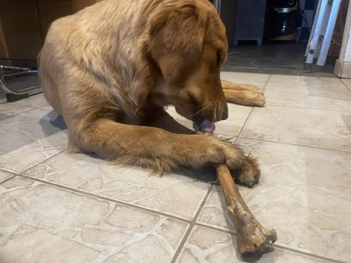 Golden Retriever enjoying a Rehknochen, a high-quality wild bone for natural chewing pleasure.