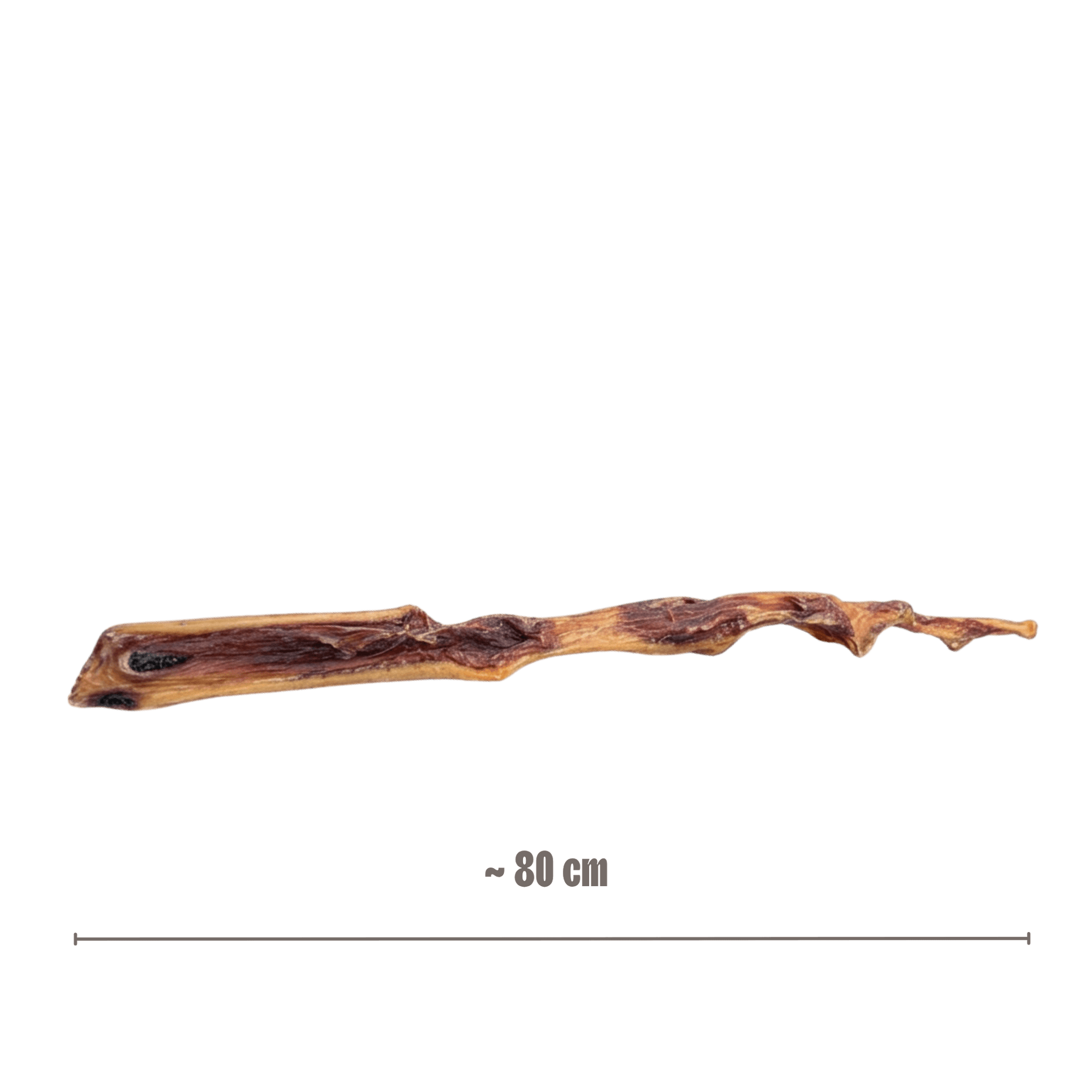 Die 80 cm lange Rinderhaut-Stange mit eingeblendeter Maßangabe zur Veranschaulichung der Länge.